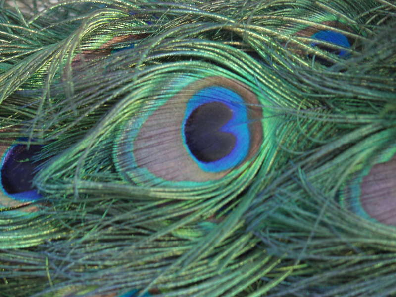 Peacock0009 - Free Background Texture - animal bird ...