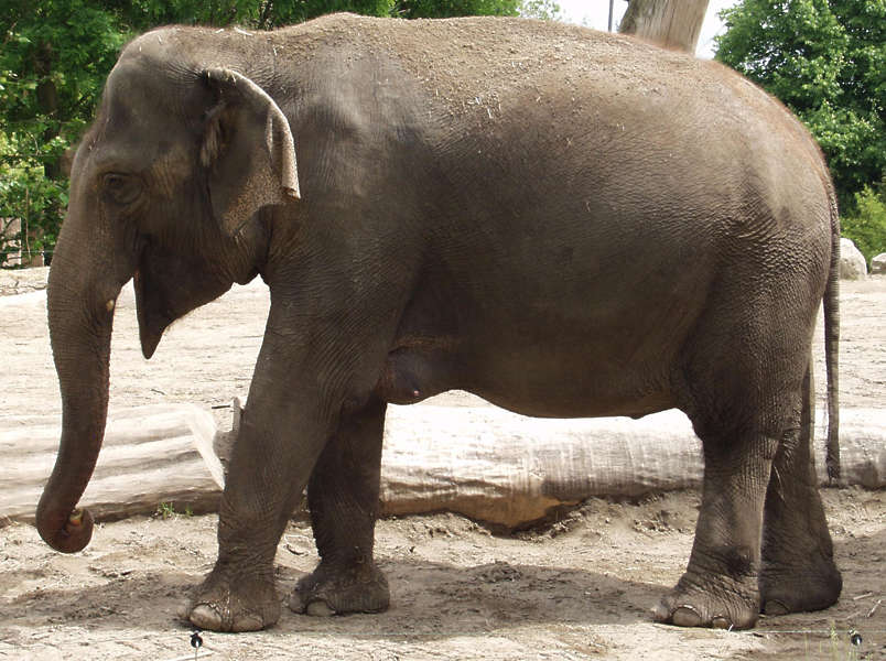 Elephant0038 - Free Background Texture - animal elephant gray grey desaturated