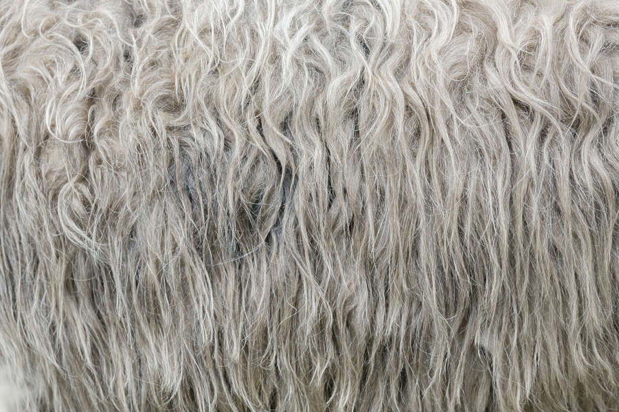 Fur0045 - Free Background Texture - sheep fur