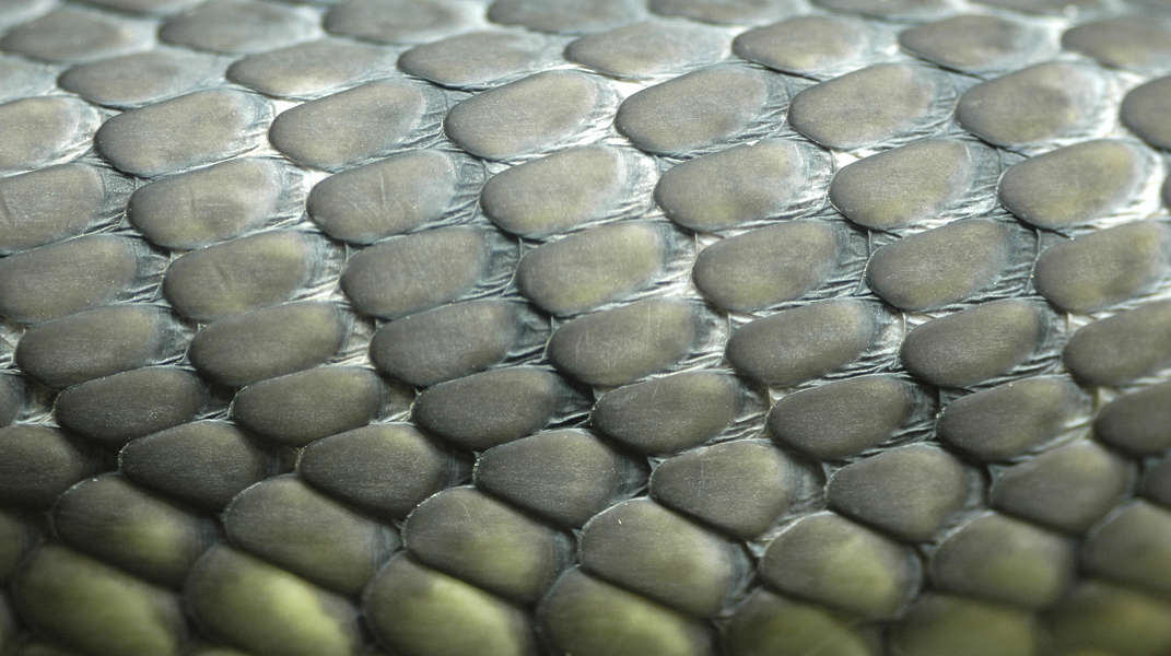 Reptiles0024 - Free Background Texture - snake reptile scales scale