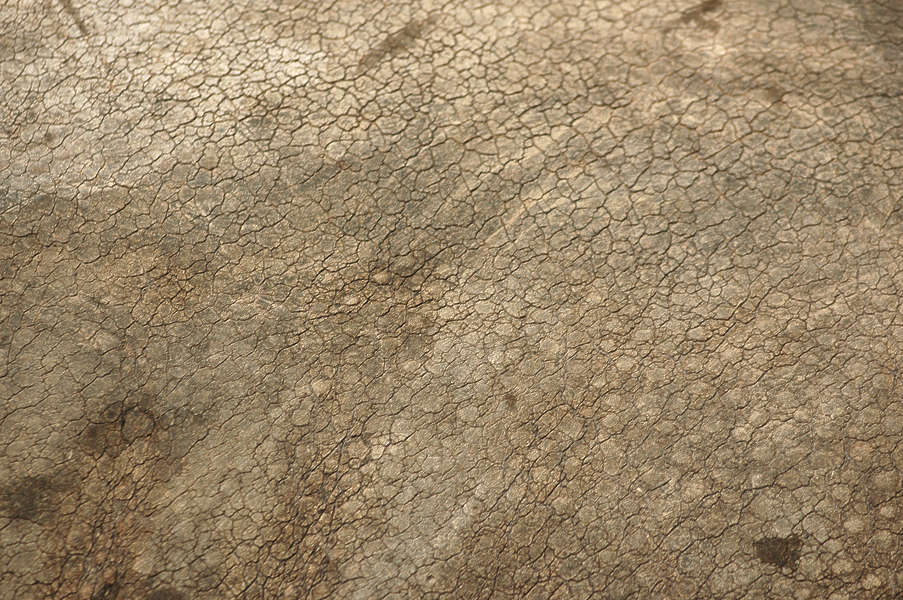 Rhino0018 Free Background Texture animal rhino rhinoceros closeup