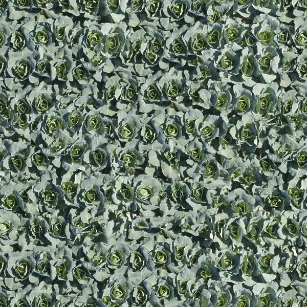 Farmland0018 - Free Background Texture - aerial farmland farm land