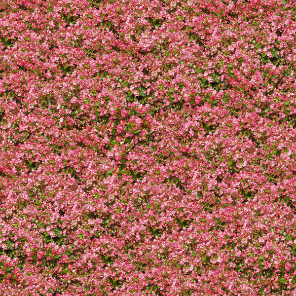 FlowerBeds0001 Free Background Texture flowers ground groundplants