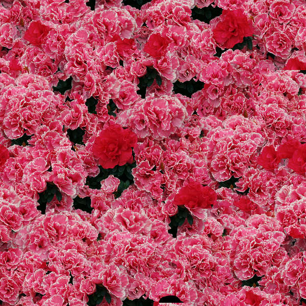 FlowerBeds0023 - Free Background Texture - flowers flower pink purple