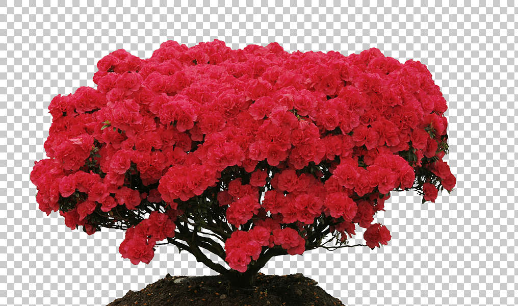 Flowers0145 - Free Background Texture - flower flowers plant bush red alpha masked