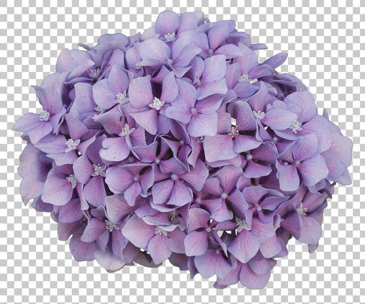Flowers0262 - Free Background Texture - flower flowers blue purple