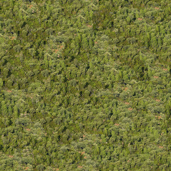 NatureForests0038 - Free Background Texture - forest trees decidious