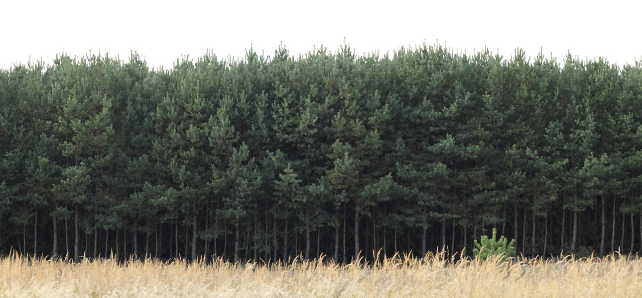 NatureForests0051 - Free Background Texture - trees treeline forest