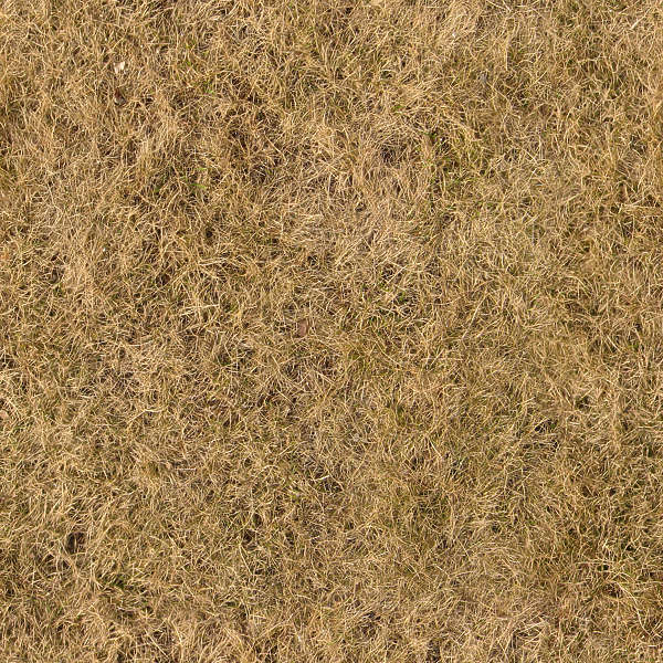 GrassDead0042 - Free Background Texture - grass dead dry short brown beige seamless seamless-x