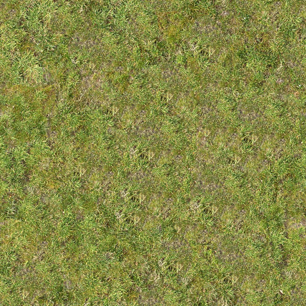 Grass0109 - Free Background Texture - grass short ground green seamless