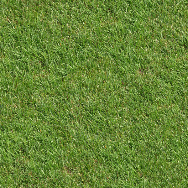 Grass0003 - Free Background Texture - grass short closeup green