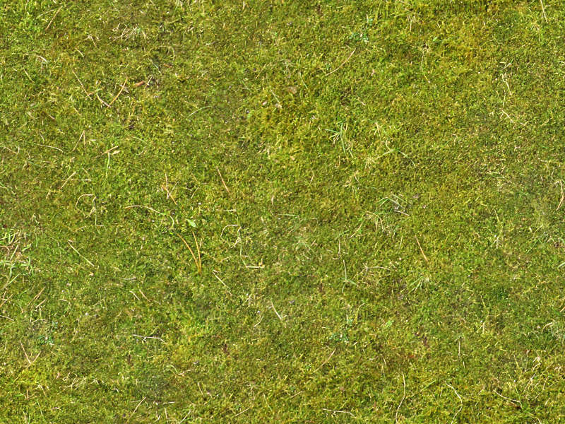 Moss0107 - Free Background Texture - ground moss green seamless