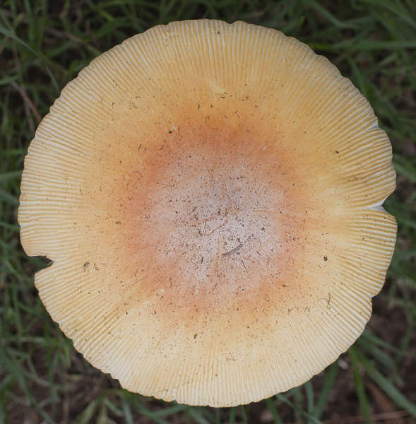 PlantsSingle0051 - Free Background Texture - mushroom brown beige light