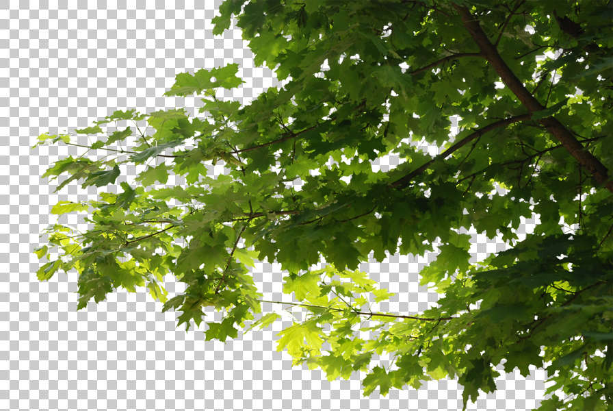 Trees0045 - Free Background Texture - leaves alpha masked tree branch
