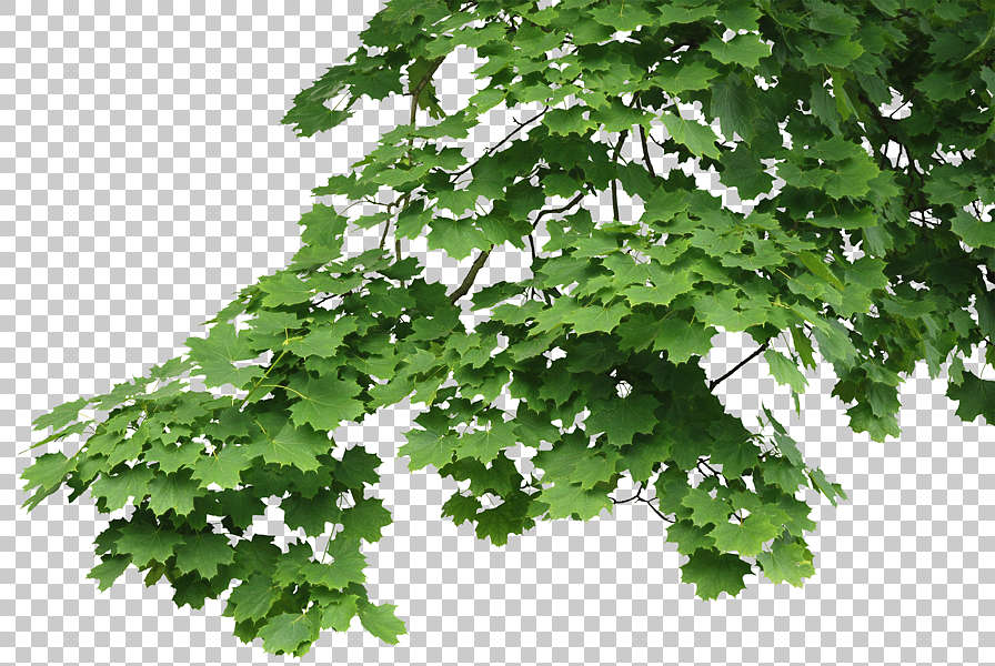 Trees0046 - Free Background Texture - leaves alpha masked tree branch