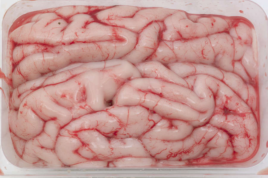 Meat0015 - Free Background Texture - meat flesh pink brains brain
