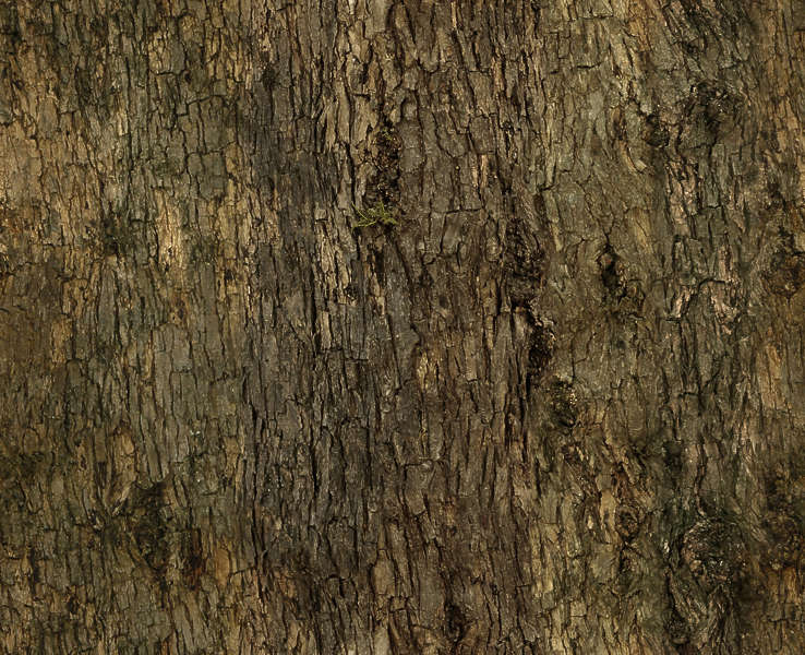 BarkDecidious0107 - Free Background Texture - tree bark decidious tiling tileable brown beige ...