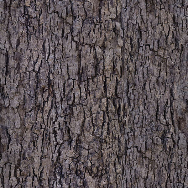 BarkDecidious0194 - Free Background Texture - tree bark decidious brown beige seamless seamless ...