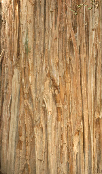 Bamboo worktops photos: pictures of bamboo plants BarkTropical0002 - Free Background Texture - wood bark tropical