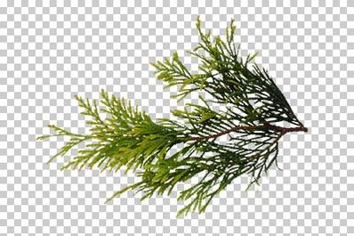 Branches
