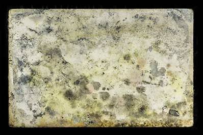 Moldy