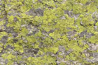 Mossy