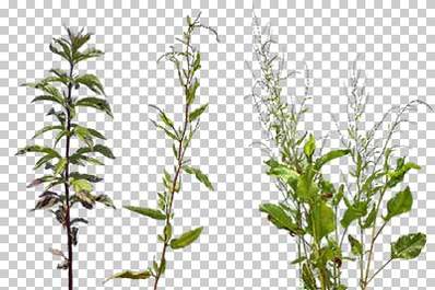 Plants