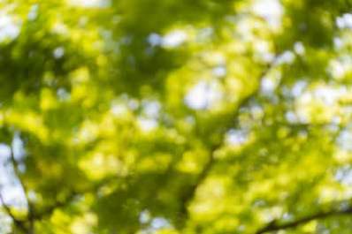 Bokeh Nature