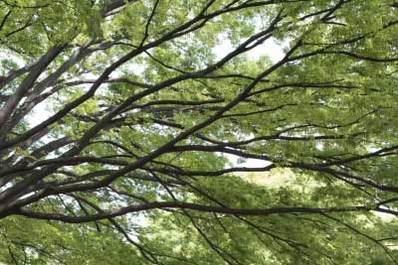 Nature Backgrounds
