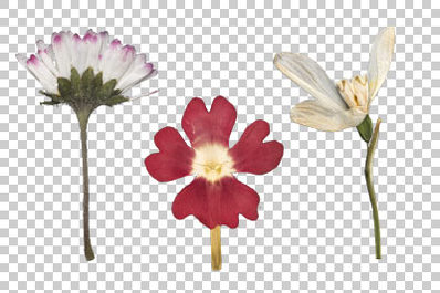 Dried Flowers