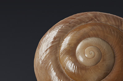 Seashells