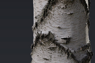 Trees