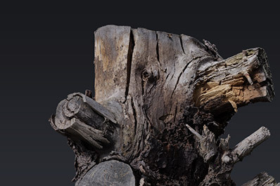 Tree Stumps