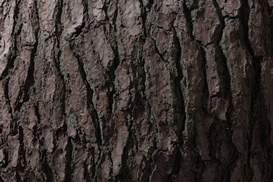 Tree Bark