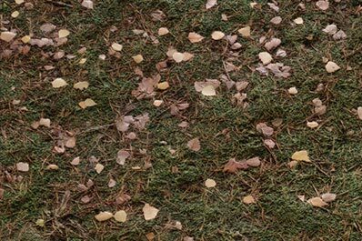 Forest Ground