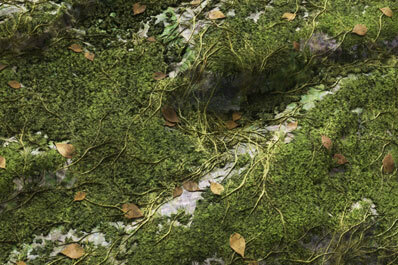 Mossy