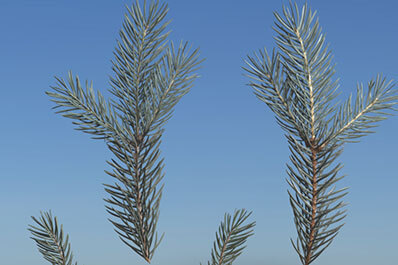 Branches