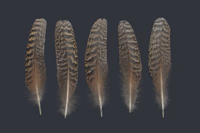 Feathers