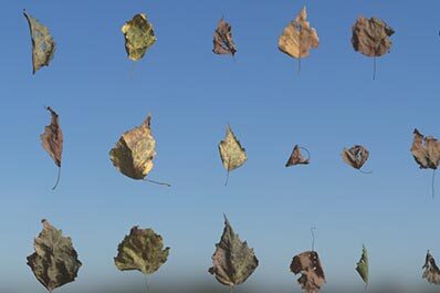 Leaves Dry