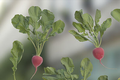 Edible Plants