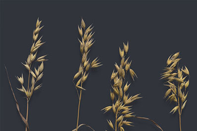 Crops