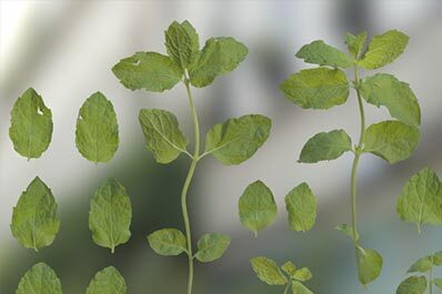Herbs