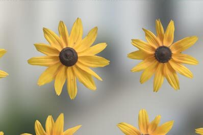 Plants and Flowers