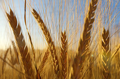 Crops