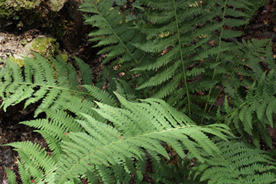 Forest Plants