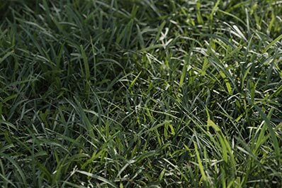 Grass & Moss