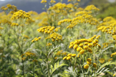 Meadow & Weed