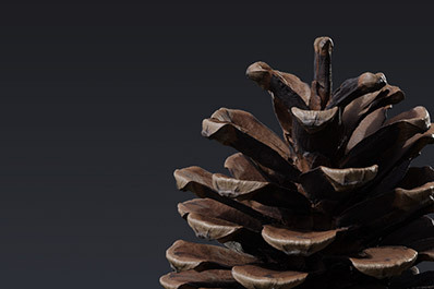 Tree Cones