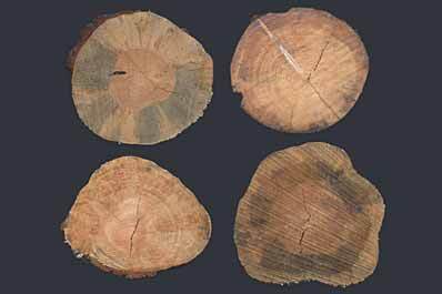 Wood Tree Ends