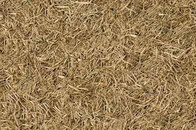 Grass Dead